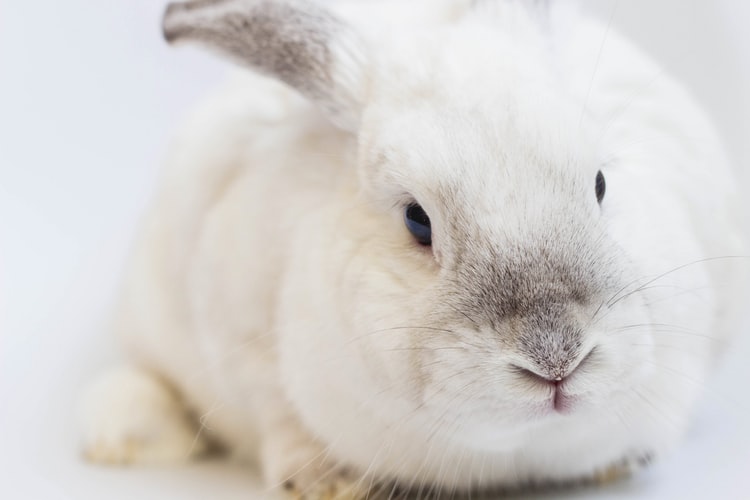 Kanin bruger ikke dyreforsøg i produktion